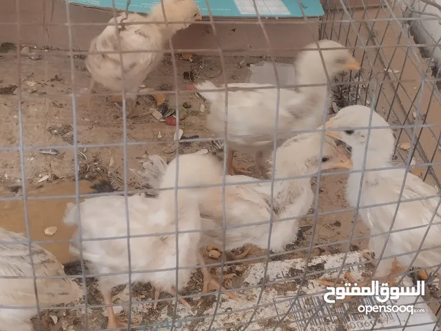 صوص باكستاني صافي مربيها على احسن علف عمرها شهر على سوم