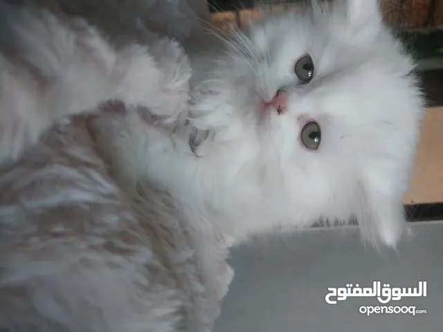 قطط برتش بيور عدد 7