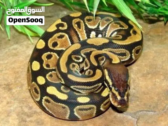 Python snake