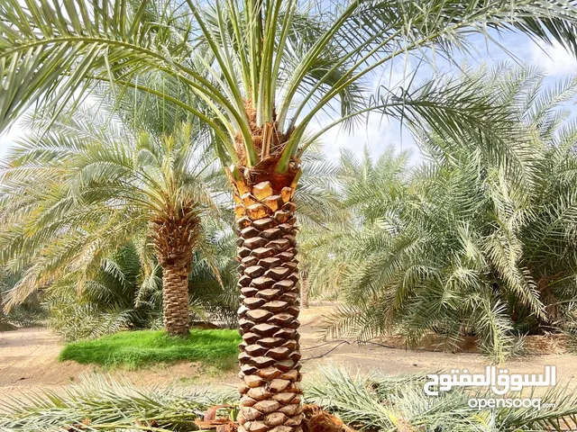 Date Palm Trees (Buy & Sale)