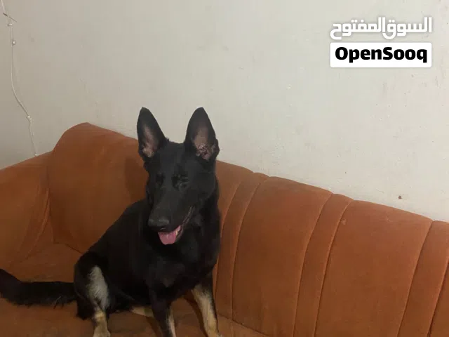 مالينوووا بلاك فيس طاعه كامله مع امر هجوم