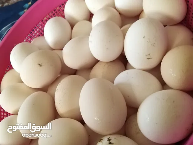 للبيع بيض عماني 30حبة بريالين