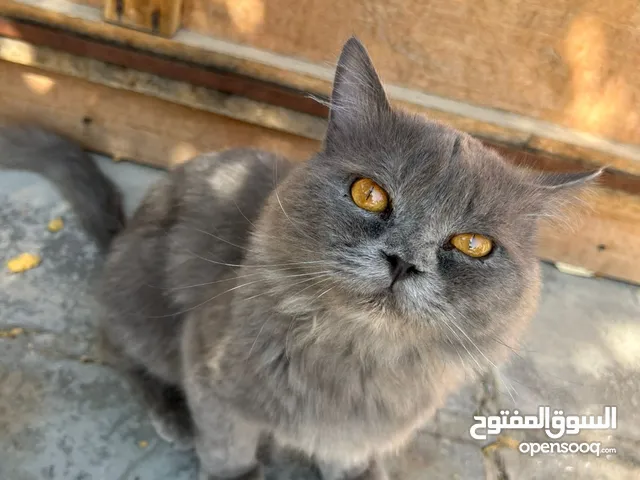 قط سكوتش فولد ذكر