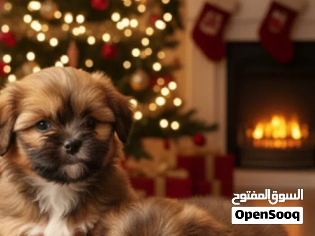 بنتين بكنواه على بكنيز