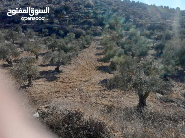 ارض مزورعة زيتون للبيع في صوريف