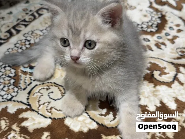 قطط مكس سكوتش فولد+سكوتش ستريت