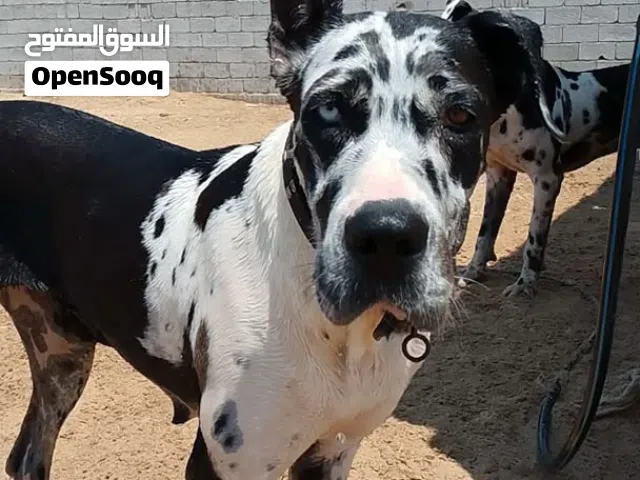 كلب دينوا انتايه عمره 14 شهر