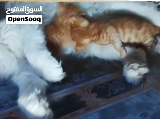 قط شيرازي انثى مع اولاده 2 صغار رضاع