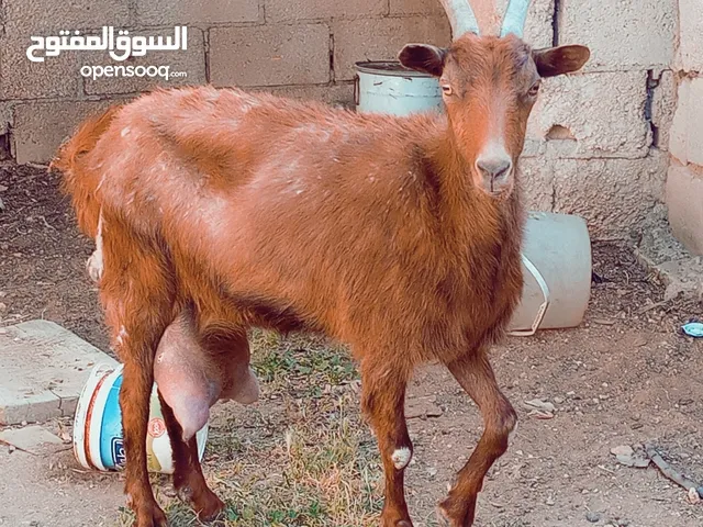 ثنية البينو الاصلي نخب اول وراها توم سخلات البينو قريب الشهر