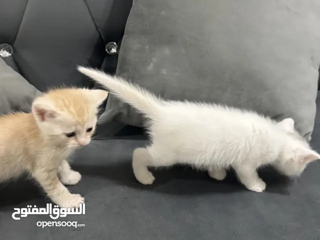 قطط للتبني