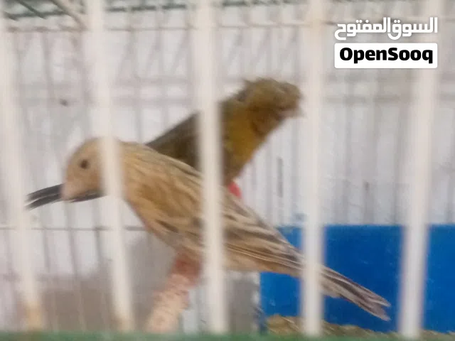 بسم الله ثلاث طواير جاهزات