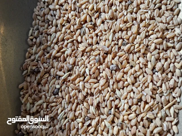 اعلاف لدجاج والحمام