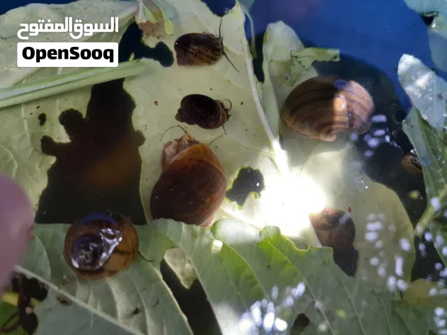 حلزون التفاحي