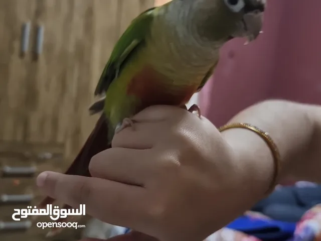عصفور كينور