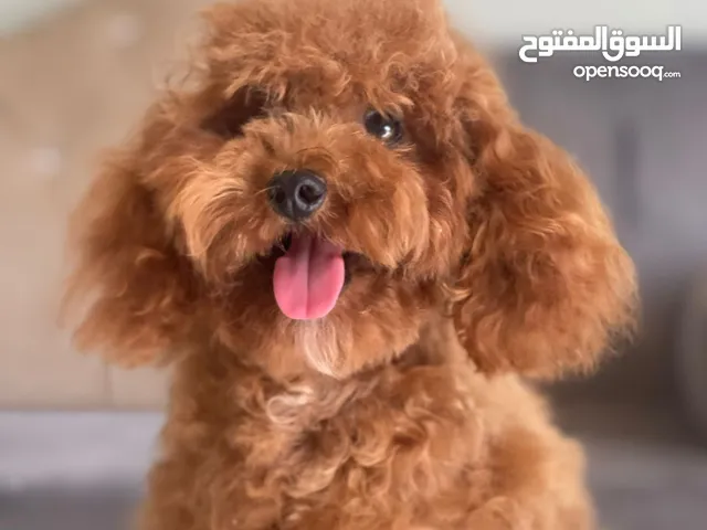 Toy poodle  dog available