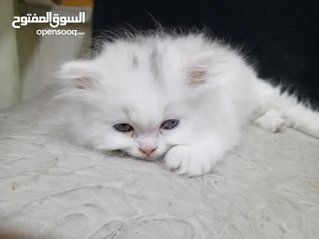 قطط مهجنه راغدول وشيرازي سلالة نادرة ومميزة