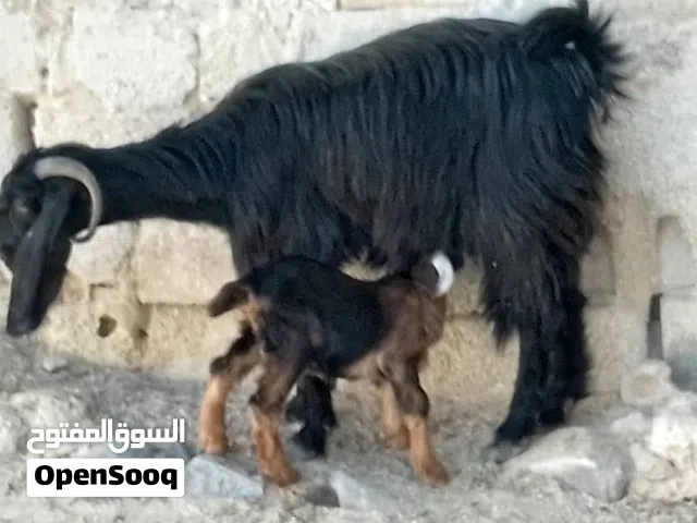 عنز ورها جدي روم عليها معاها ريشه حبه من جال صحه متازة وبزرة بلديه حشمه ونخب مطعمات ماخذات مطعوم