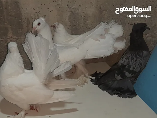 حمام هزاز للببع