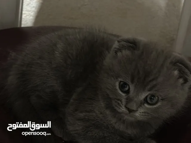مجموعة قطط سكوتش فولد مميزة للبيع ، تاريخ الولادة 10/4/2025