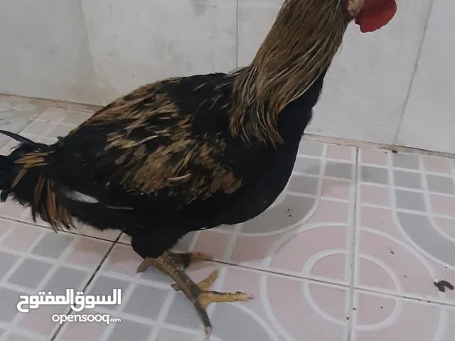 ديوجا السعر 15الف