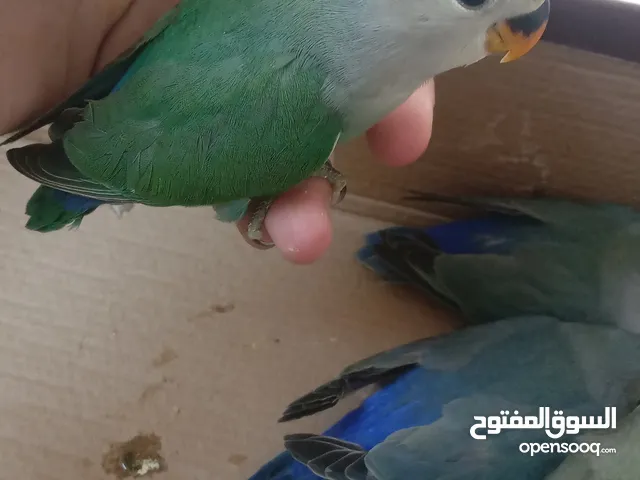 فراخ روز للبيع