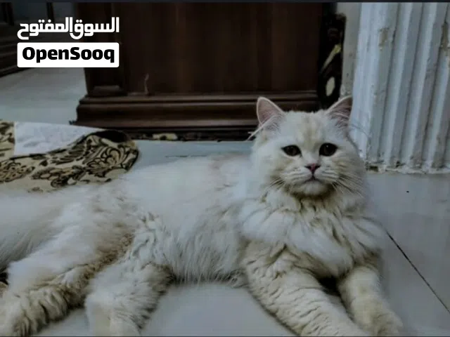 اسعر10الف قط هملايا اقرأ الوصف الذي يوجد في اصوره رقم2