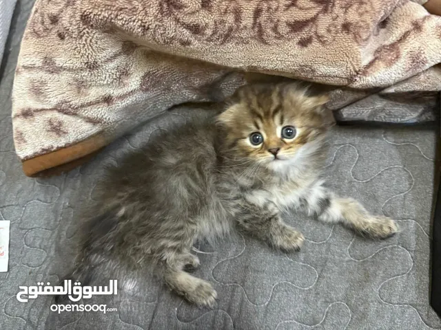 قطط سكوتش للبيع لعوبه