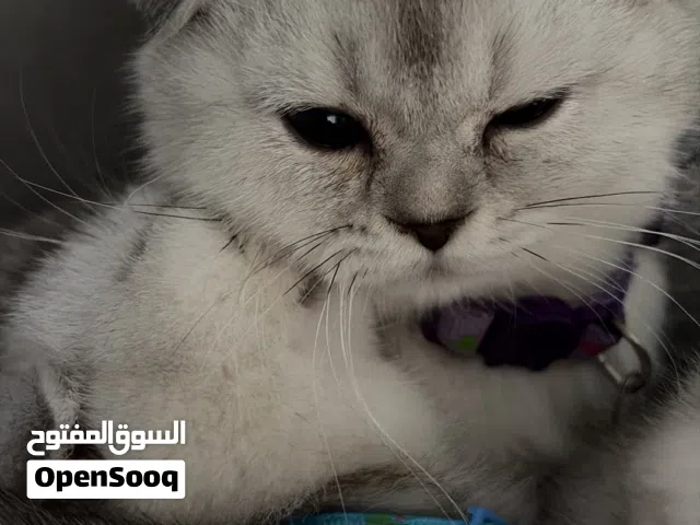2 Scottish fold kittens for sale قطط سكوتش فولد للبيع عمر شهرين ذكر وأنثى