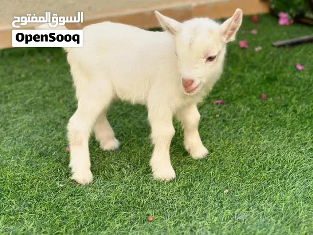 ماعز قزم مستوى عالي وبصحه ممتازه جدا