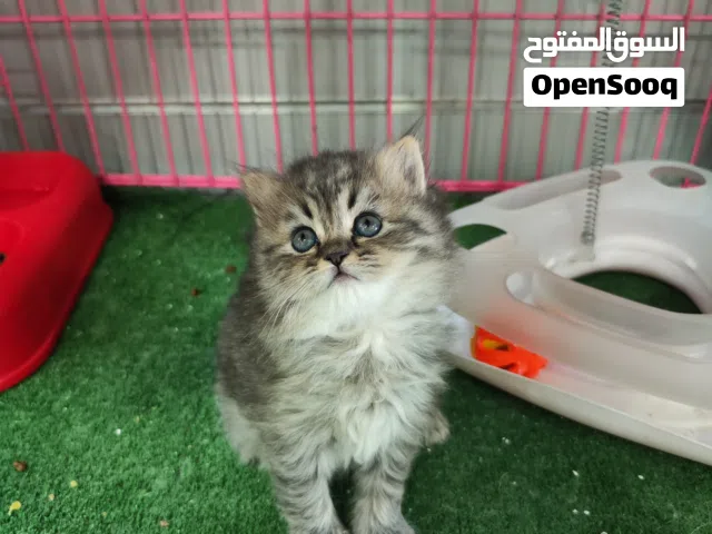 قطه انثى بريتش على عمر شهرين متعوده على اللتر بوكس