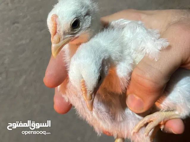 افراخ زاحف وكوشن