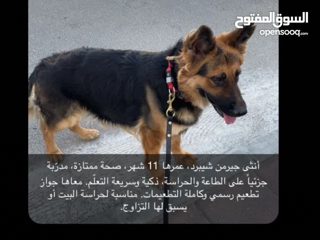 كلب جيرمين شيبرد عمر 11 شهر انثى صحة ممتازه مدربا معها جواز و متطعمه