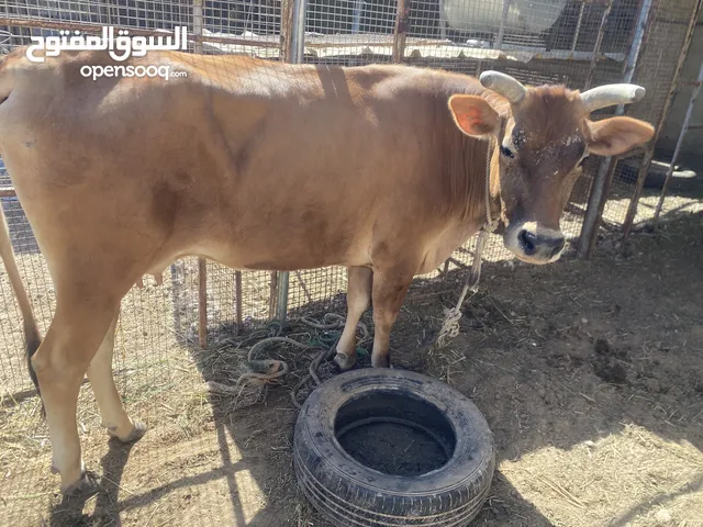 بقرتين عمانيات فيهن تهجين جيرسي