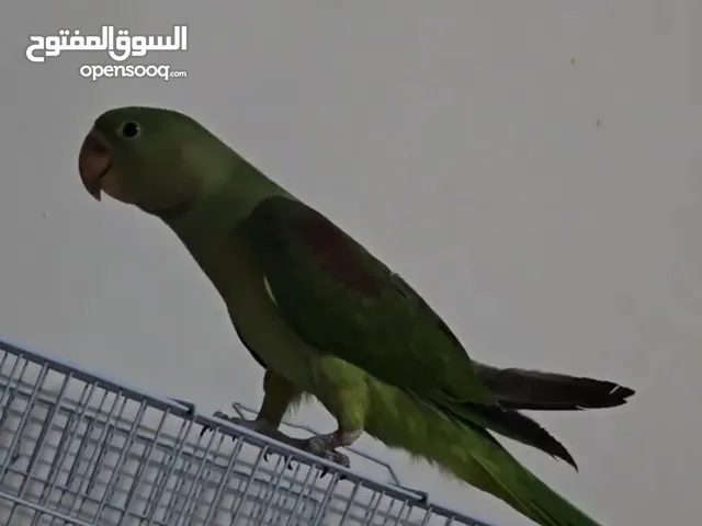 للبيع نيبالي سوبر جامبو