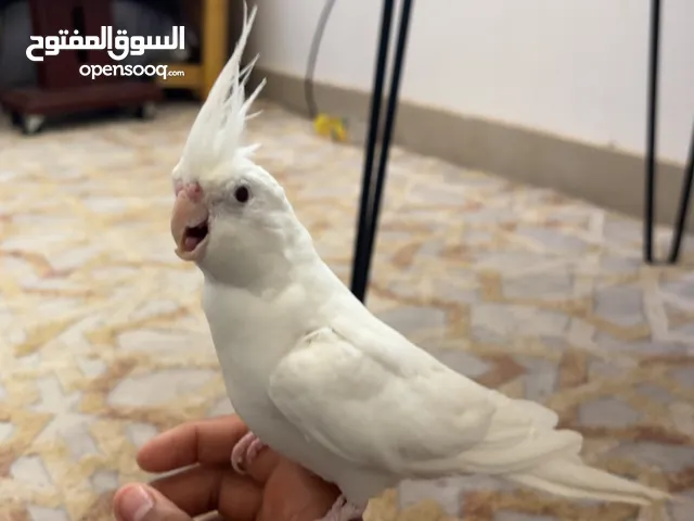 كروان هدد و متكلم