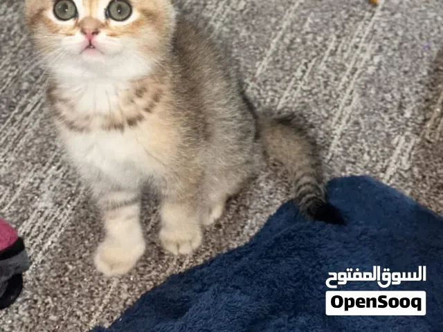 سكوتش ستريت جولدن