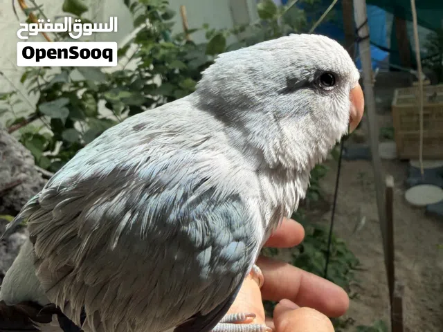 ببغاء الكوكير الراهب   محجل عمرة 4 اشهر 250 الاف نهايتة