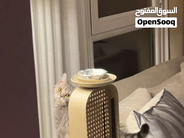 قط سكوتش للبيع ( انثى )