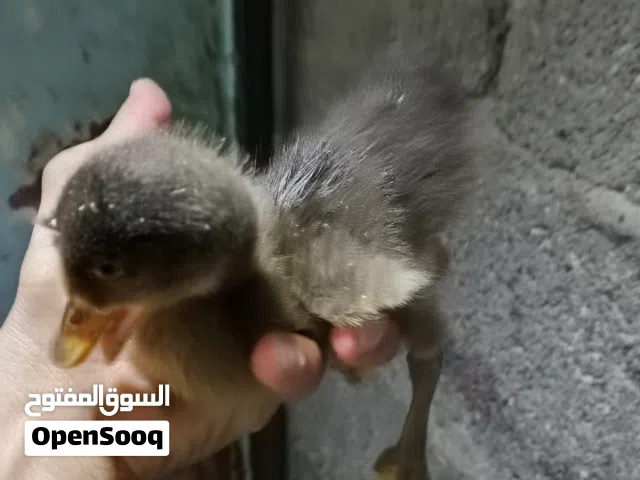 سلام عليكم متاح بشه مصري وراها 4 عرب و 3 خضيري شرط طيار يعني ورها 7 عمرهن 20 يوم مكاني بصره حياينه م