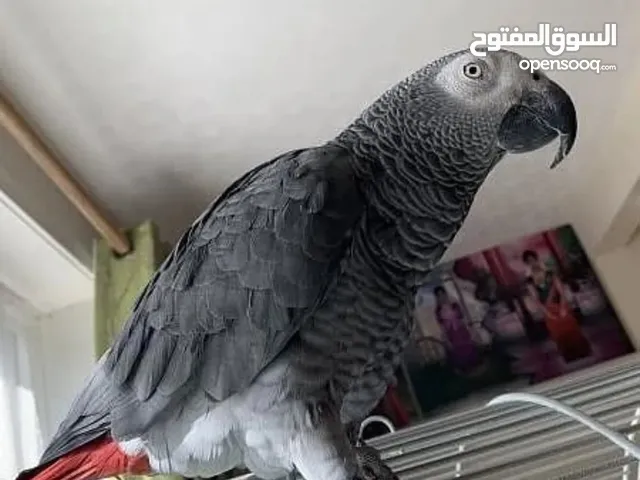 Tamed and Talking African Grey Parrot with Large Cage 1 Year Old, Microchipped, DNA Tested.