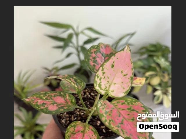 نباتات داخلية - أصناف اوربية وأسعار مناسبة