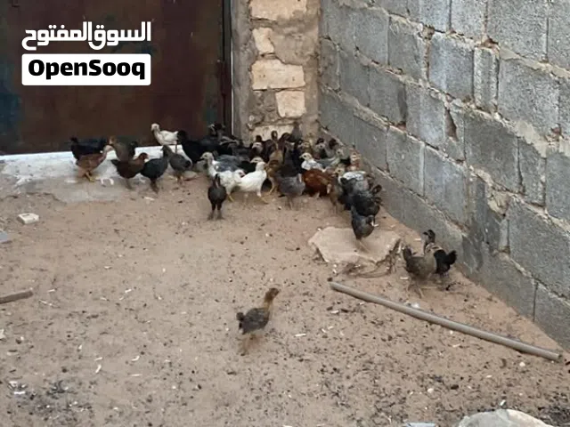المكان ورشفانه الزهراء 85طرف ربي يبارك السعر بي طرف 9 جمله 8سعر