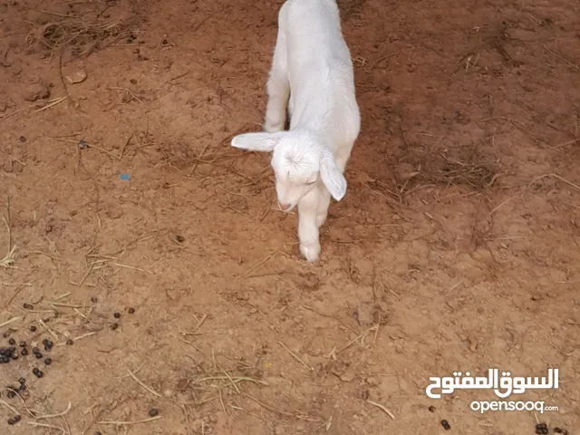 معز سناين للبيع