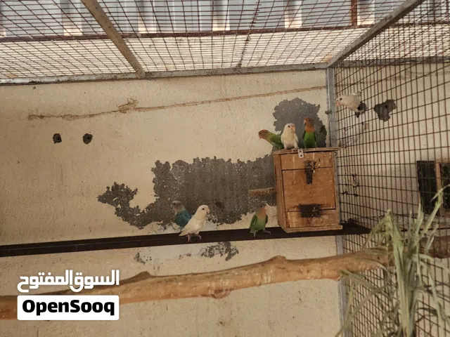 روز أوبلاين + روز ألبينو