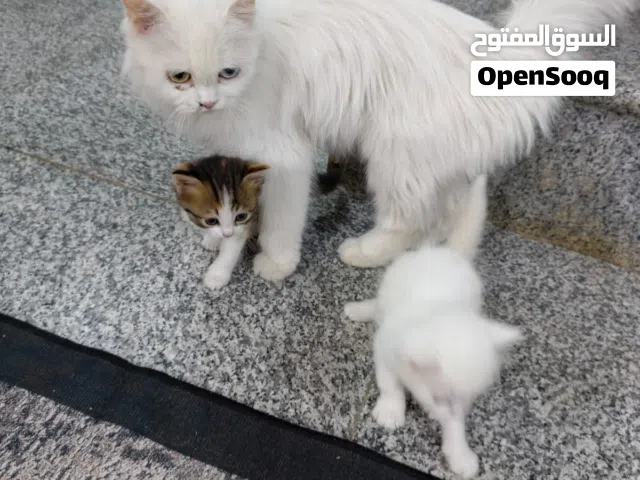 قطة شيرازي