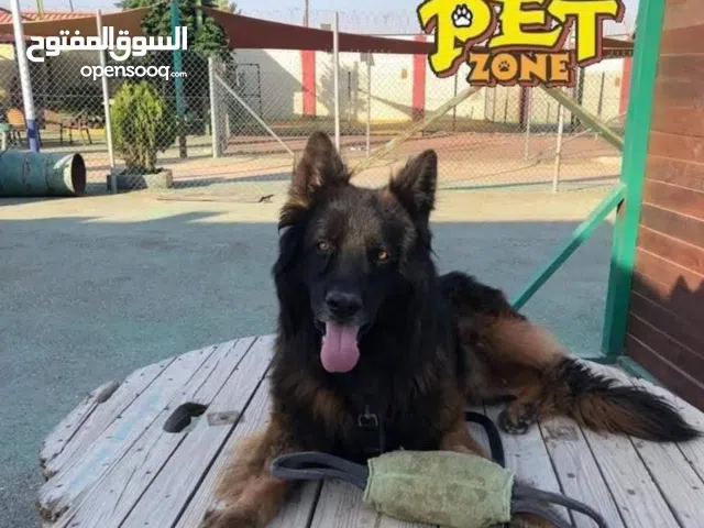 متوفر جراء جيرمن شيبرد شولاين لونغ هير مستوى عالي .. حاصلين على جميع اللقاحات اللازمه وجرعه الدود