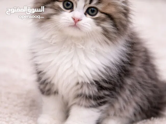 Siberian kittens with passport WCF registered parents