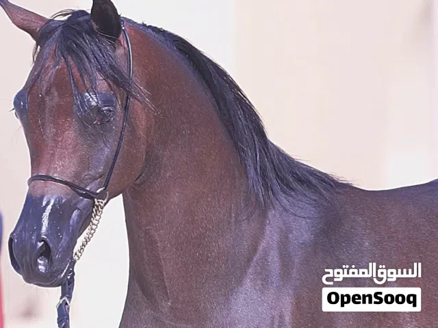 النوع /مهر جمال