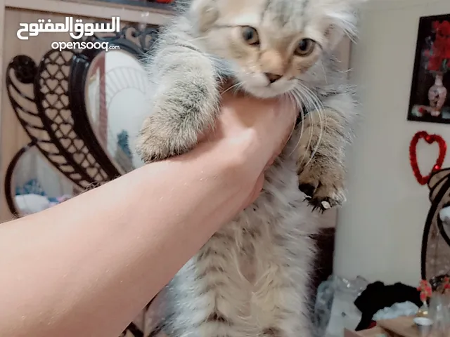 قط شيرازي صغيره واليفه جدا مال بيت نثيه لعوبه وملقحه
