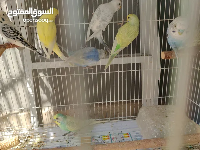 Multiple budgies for new home